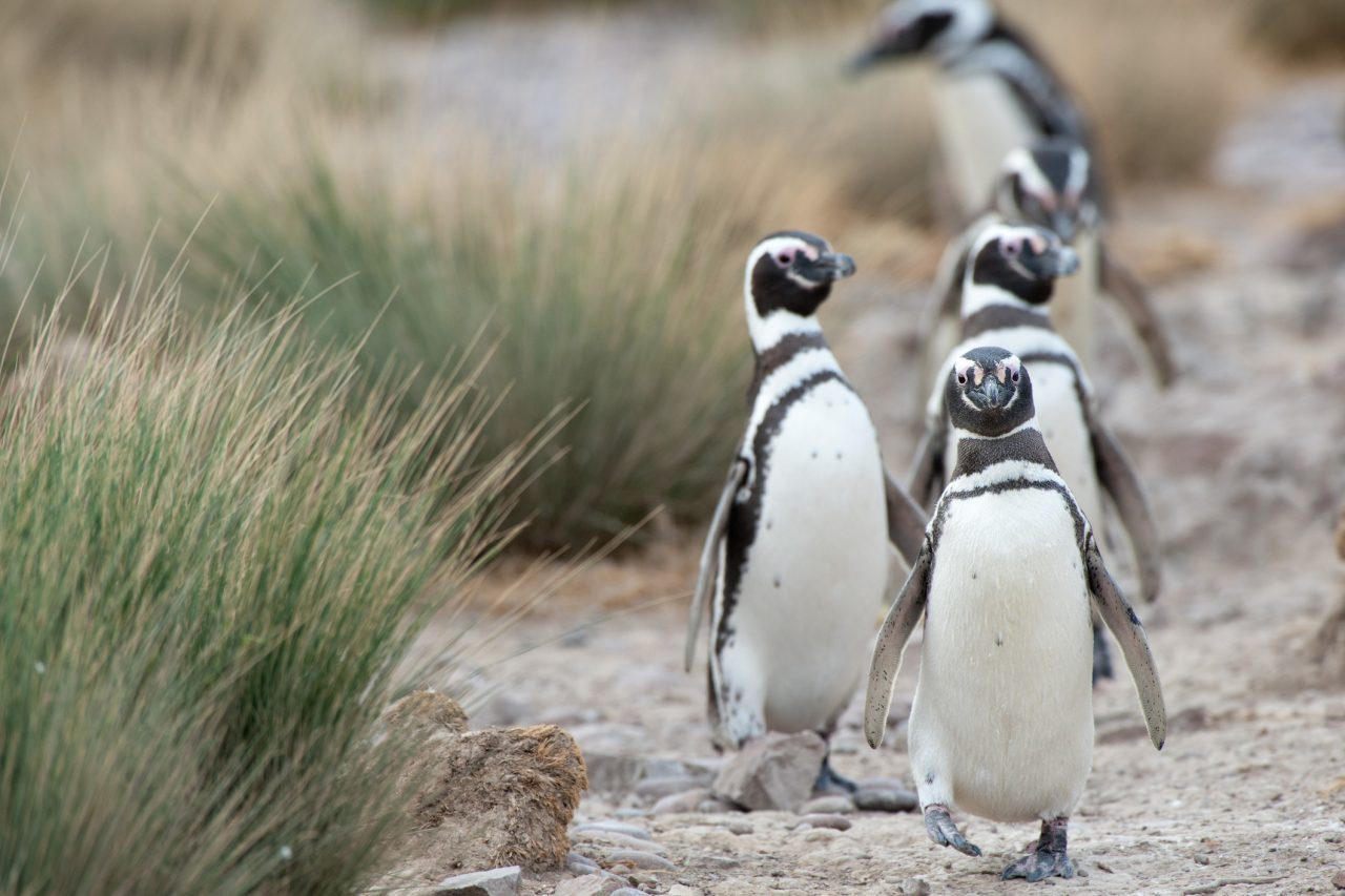 Magellanic Penguin Patagonie