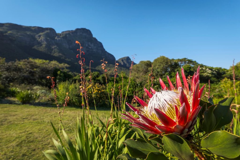 Route jardins protea afrique du sud