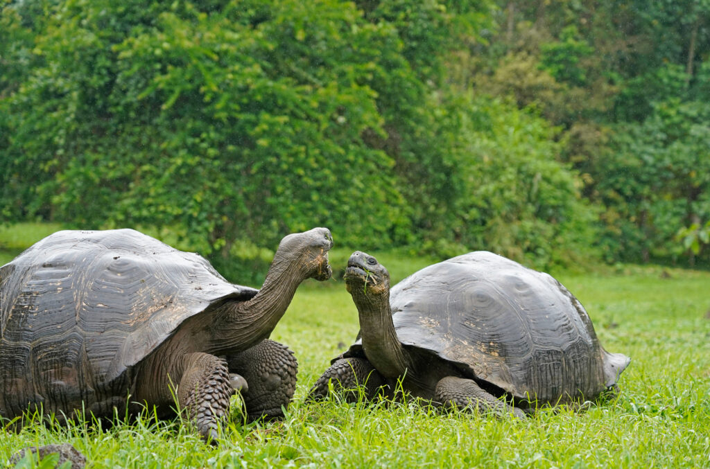 Tortue des Galapagos