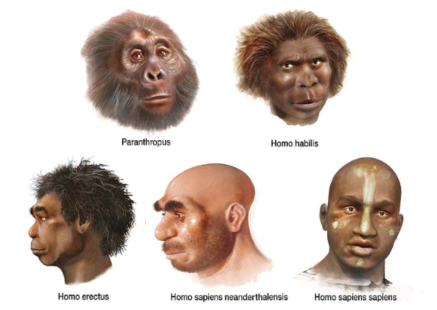 Homo sapiens Olduvai Tanzanie