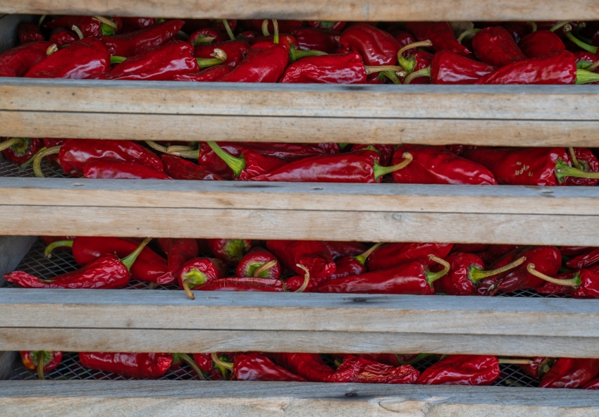 Séchage piment espelette
