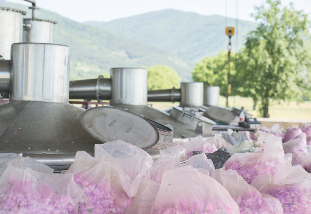 Distillation rose bulgarie