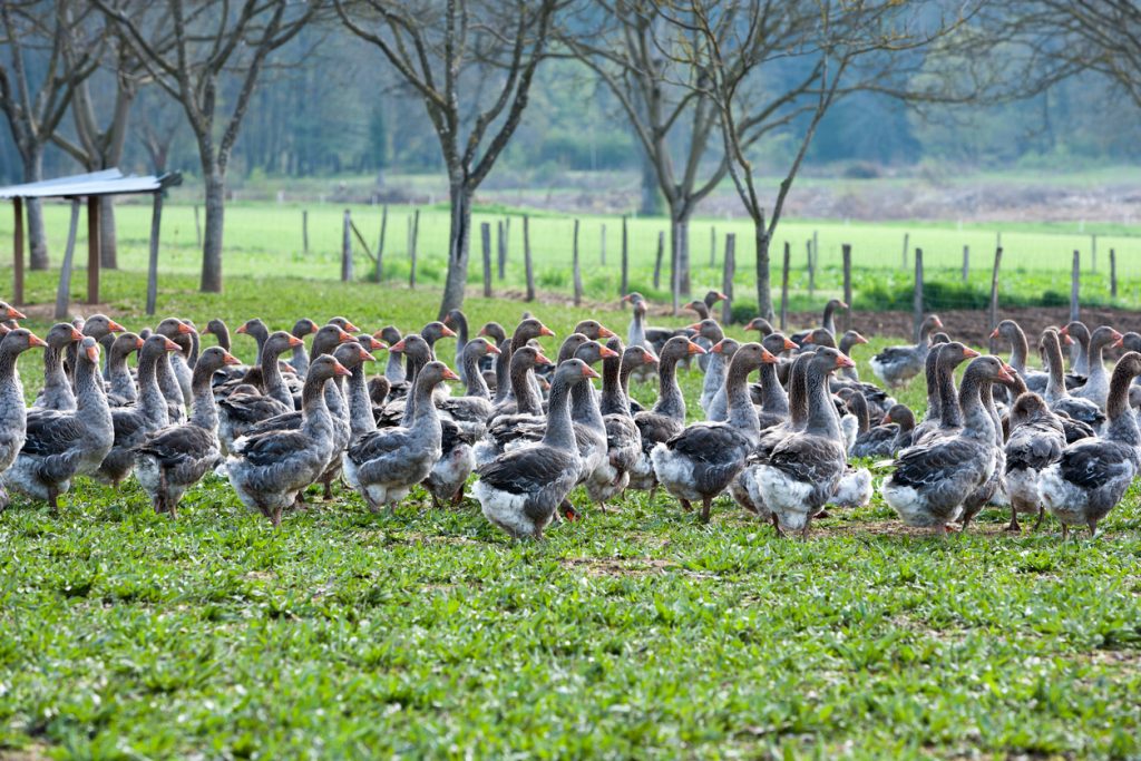 Oies foie gras gascogne france