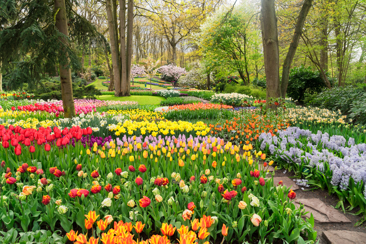jardin keukenhof pays-bas voyage benelux