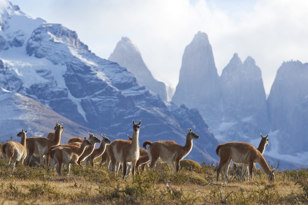 Herd of Guanaco (Lama guanicoe) grazing on a hillside in Torres del Paine National Park in the Magallanes region of southern Chile.