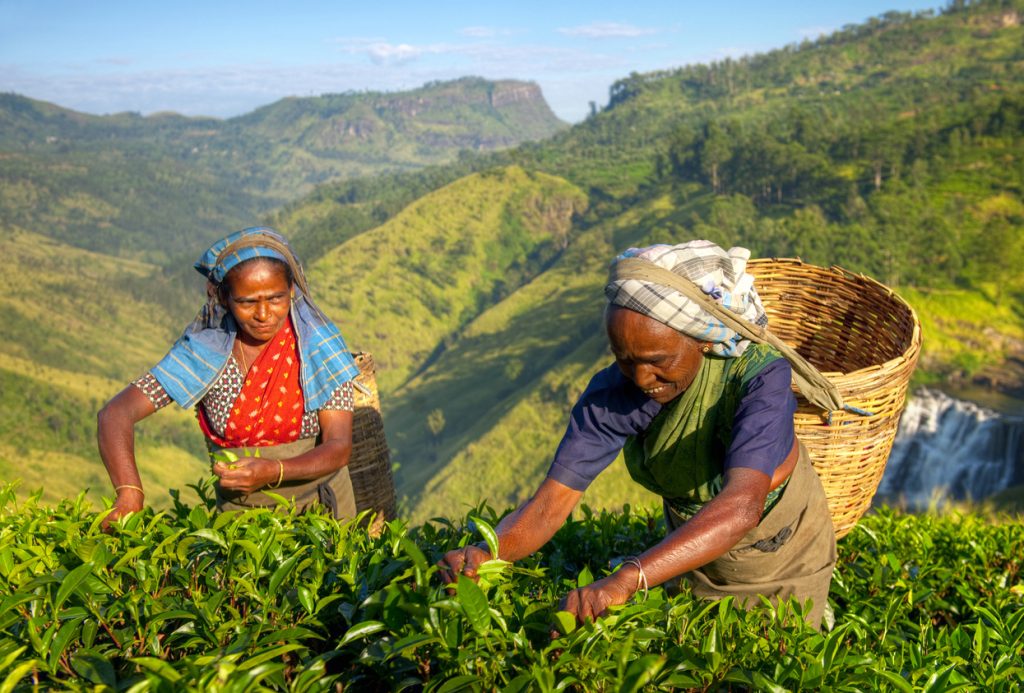 Tea pluckers Sri Lanka