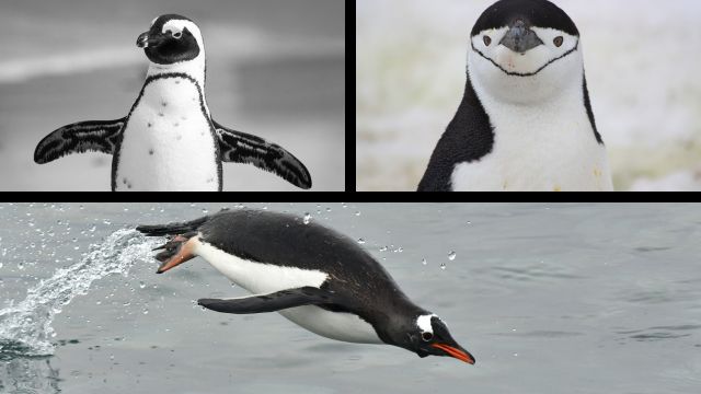 Manchots peninsule antarctique