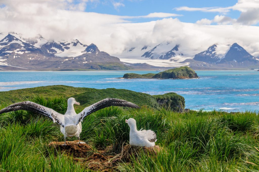 A Giant Wandering Albatross - Diomedea exulans - couple on their nest on Prion Island, South Georgia. These giant sea birds oftentimes form dedicated couples.