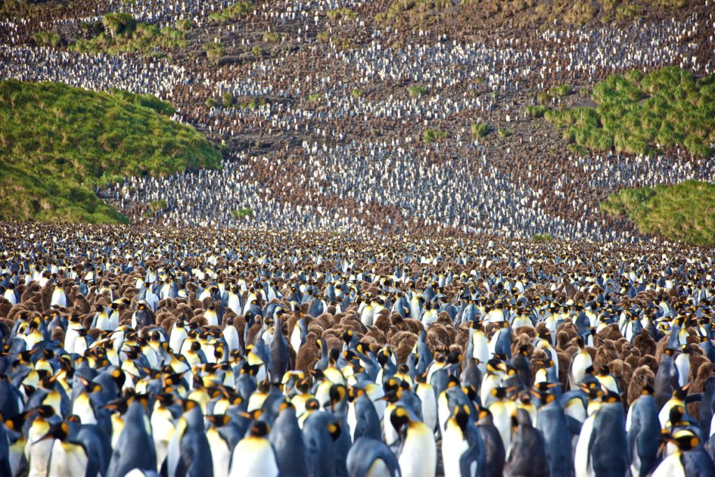 In South Georgia Island in Antarctica