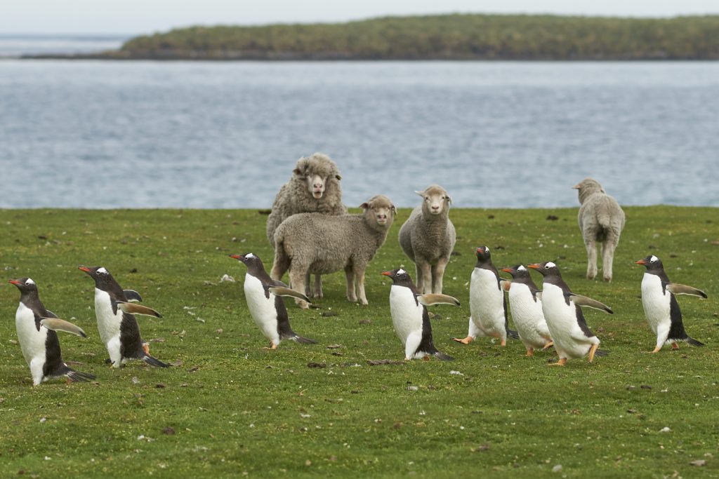 Gentoo Penguins (Pygoscelis papua) pass a group of sheep as they walk back to their colony across the green grass of Bleaker Island in the Falkland Islands.
