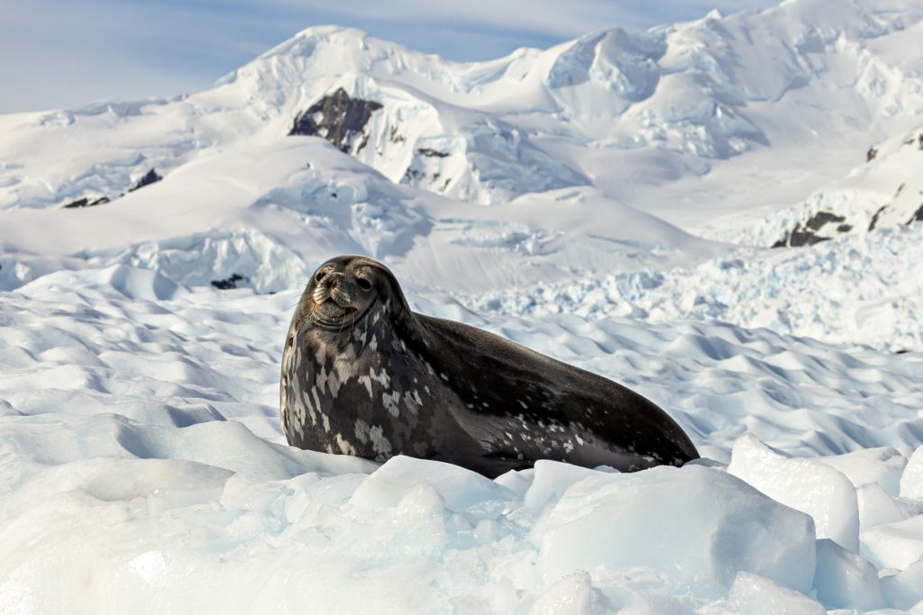 A Weddell Seal on Antarctic Ice