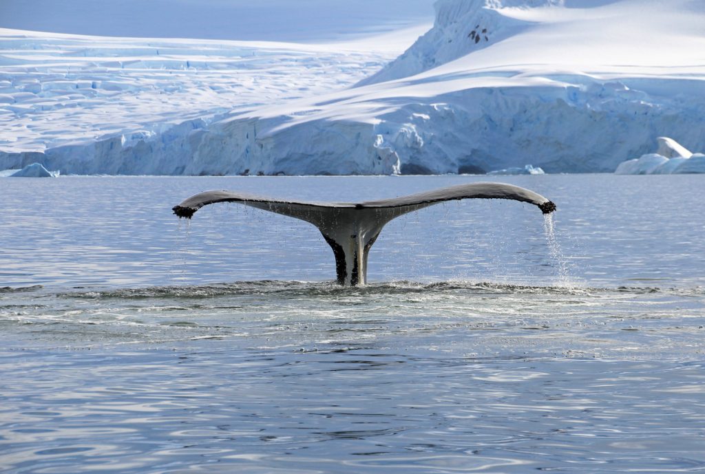 Humpback whale tail, showing on the dive, Antarctic Peninsula