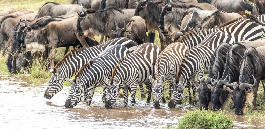 Five adult zebra drinking water from Mara River together with a herd of wildebeest in Masai Mara Kenya