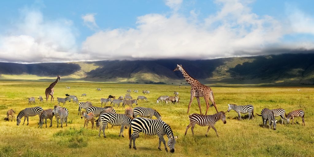 Zebras and giraffe in the Ngorongoro Crater. African safari. Tanzania.