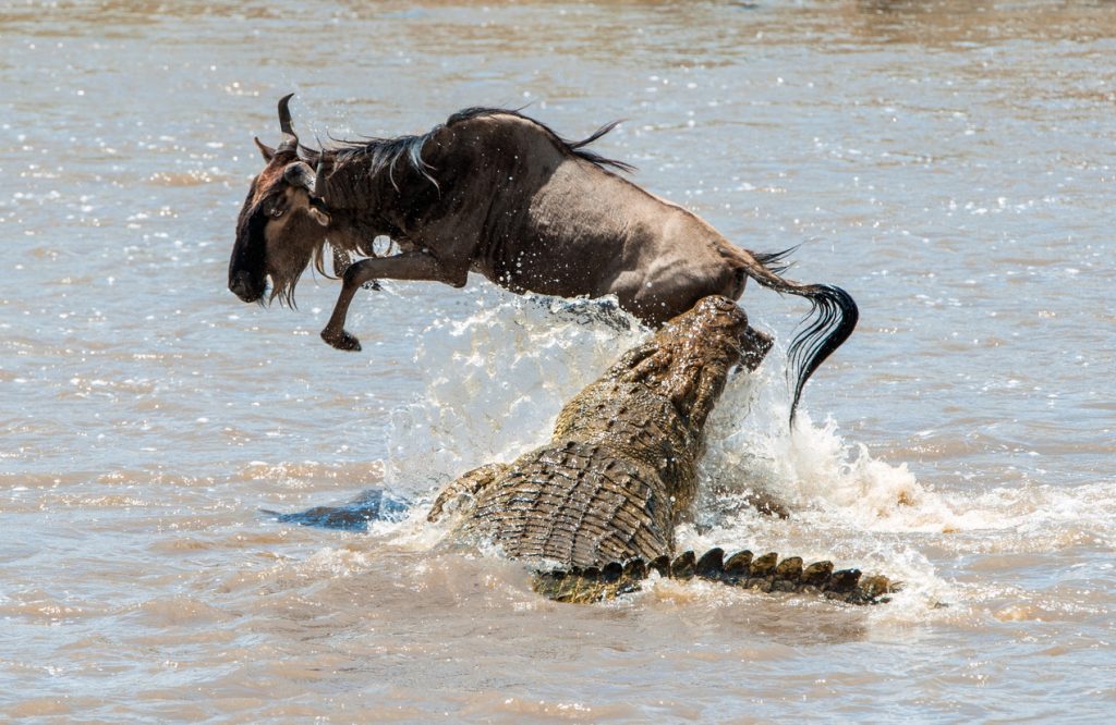 On a hair from death. Crossing through the river Mara.The antelope Blue wildebeest ( connochaetes taurinus ), has undergone to an attack of a crocodile.