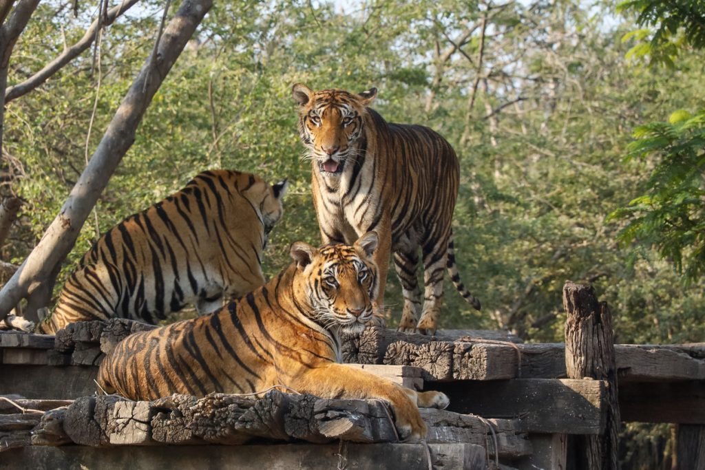 Tigres du Bengale en Inde centrale