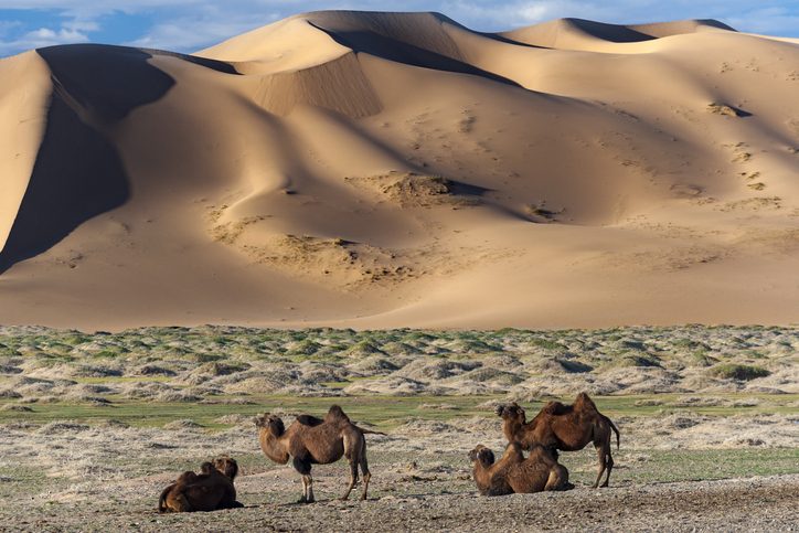 chameaux dans les dunes du désert de Gobi en Mongolie